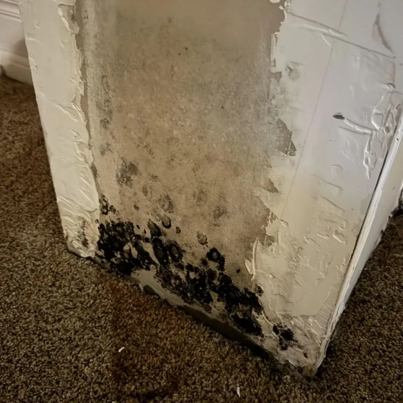Professional Mold Removal in Briar, TX